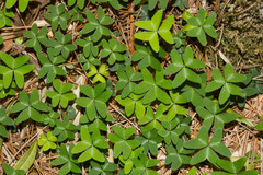 Oxalis griffithii