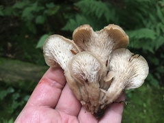 Lentinellus cochleatus