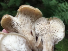 Lentinellus cochleatus