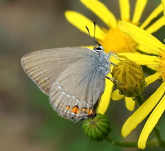 Satyrium acaciae