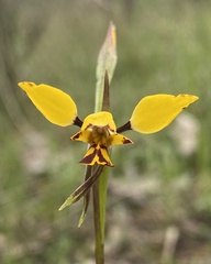 Diuris pardina × chryseopsis