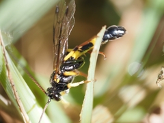 Drepanoctonus bifasciatus