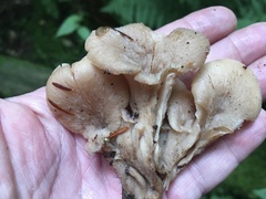 Lentinellus cochleatus