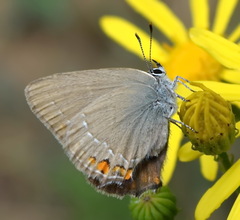 Satyrium acaciae
