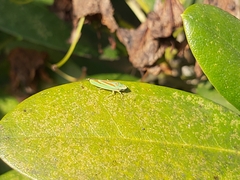 Graphocephala fennahi