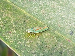 Graphocephala fennahi