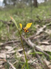 Diuris pardina × chryseopsis