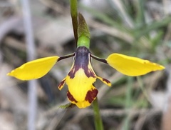 Diuris pardina × chryseopsis