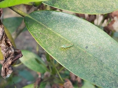 Graphocephala fennahi