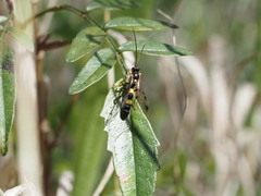 Drepanoctonus bifasciatus