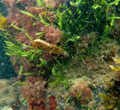 Hippocampus abdominalis