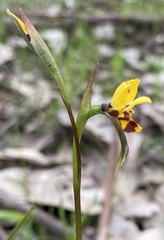 Diuris pardina × chryseopsis