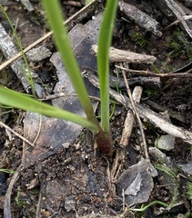 Diuris pardina × chryseopsis