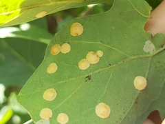 Neuroterus quercusbaccarum