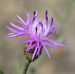 Centaurea caprina