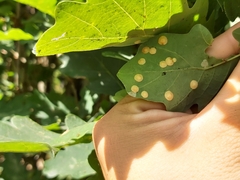 Neuroterus quercusbaccarum