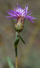 Centaurea caprina