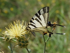 Centaurea salonitana