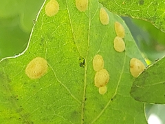 Neuroterus quercusbaccarum