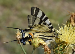 Centaurea salonitana