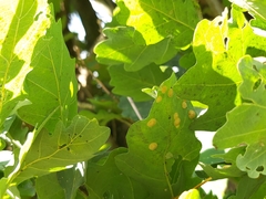 Neuroterus quercusbaccarum