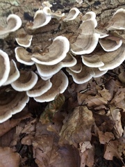 Trametes versicolor