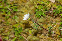 Gentiana flavomaculata