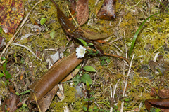 Gentiana flavomaculata