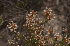 Lysinema pentapetalum