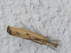 Agriphila inquinatella