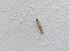 Agriphila inquinatella