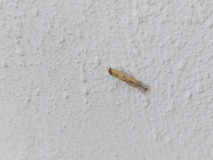 Agriphila inquinatella