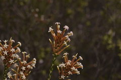 Lysinema pentapetalum