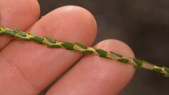 Lysinema pentapetalum