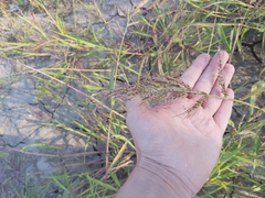 Echinochloa crus-galli