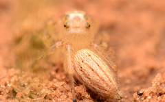 Colonus puerperus