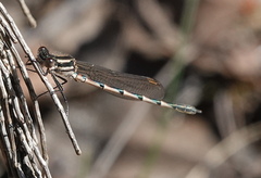 Austrolestes annulosus