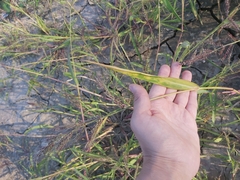 Echinochloa crus-galli