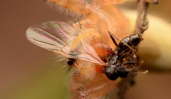 Phidippus cardinalis