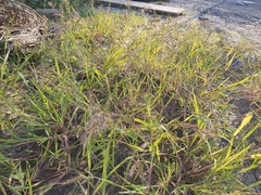 Echinochloa crus-galli