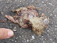 Hoplobatrachus chinensis