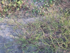 Echinochloa crus-galli