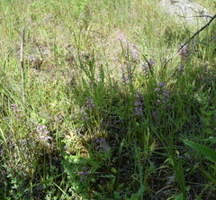 Dactylorhiza iberica