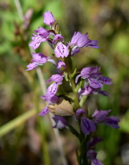 Dactylorhiza iberica