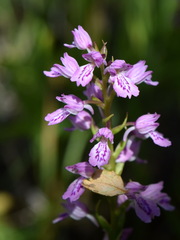 Dactylorhiza iberica