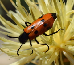 Mylabris quadripunctata