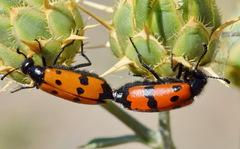 Mylabris quadripunctata