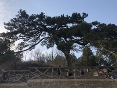 Pinus tabuliformis