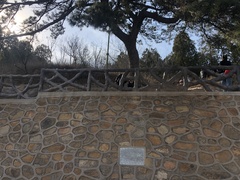 Pinus tabuliformis