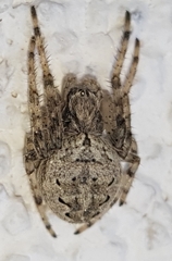 Larinioides ixobolus